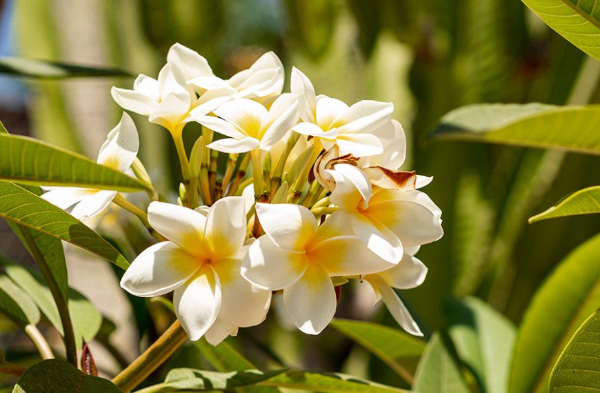 Planta de jazmín con muchas flores blancas.