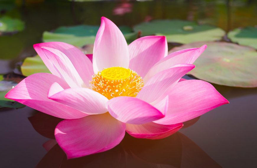 Flor de loto de color rosa en un estanque.