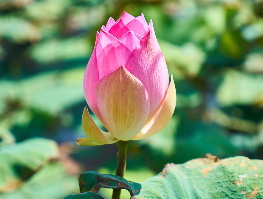 Bonita flor de loto todavía en su capullo sin florecer.