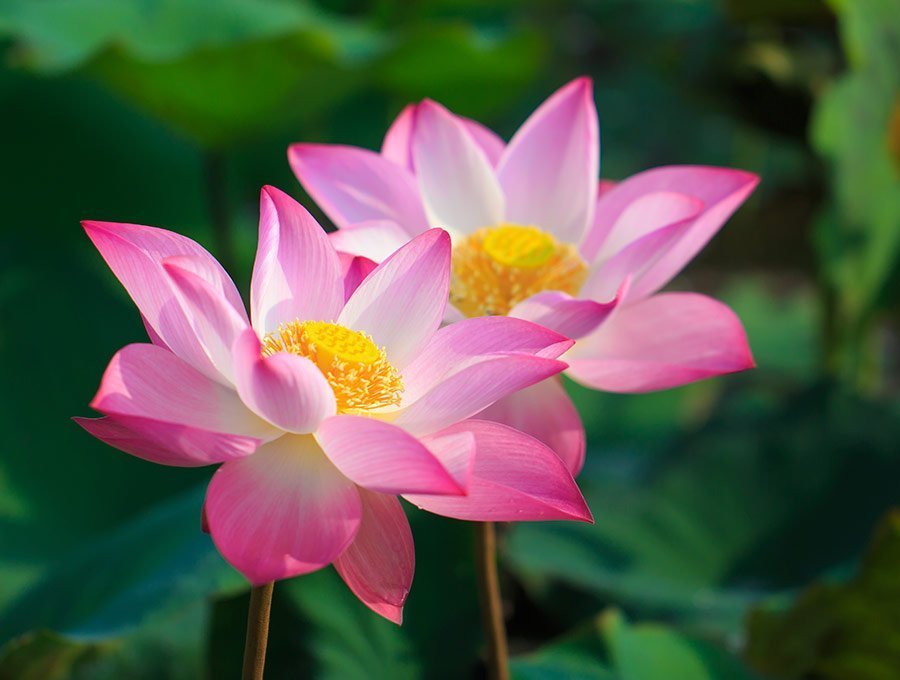 Dos bonitas flores de loto rosa.