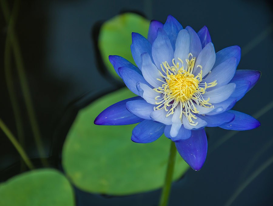 Bonita flor de loto azul en la superficie de un lago.