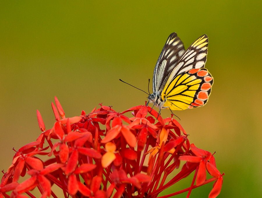 Mariposa sobre una flor de color rojo.