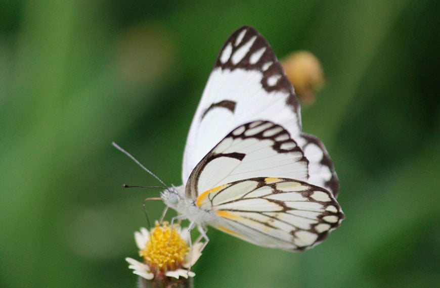 Mariposa blanca tomando néctar de una flor.