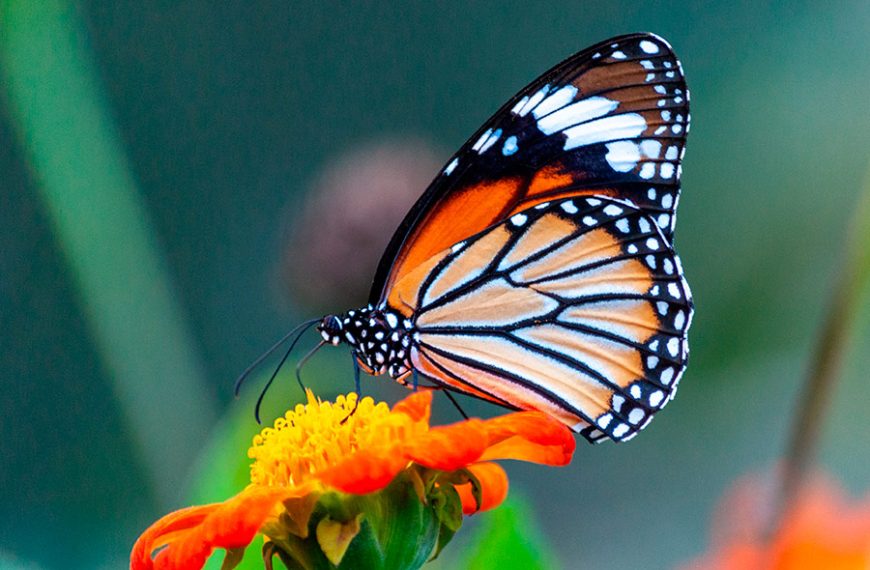 Mariposa anaranjada sobre una flor del mismo color.