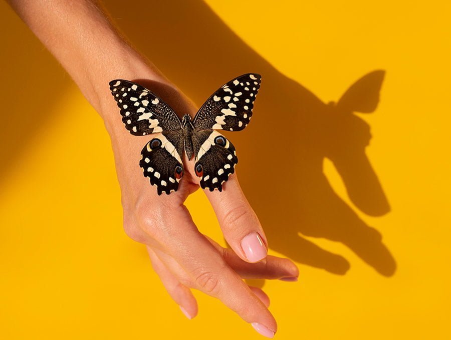 Una mariposa negra sobre la mano femenina.